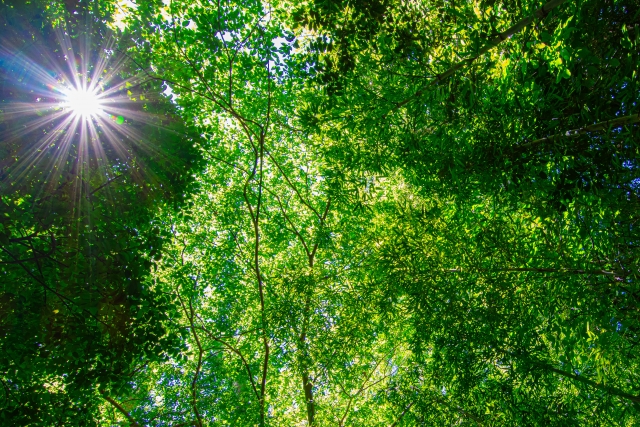 エコのイメージ 緑と太陽光